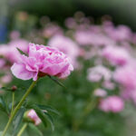 315期开奖结果震撼揭晓,幸运号码花落谁家? 2t1g3c