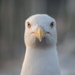 12强足球赛精彩对决现场直播高清视频在线观看 83zv1d8