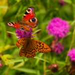 126期双色球开奖结果揭晓:最新官方公布中奖号码详情 jf7tw6oa